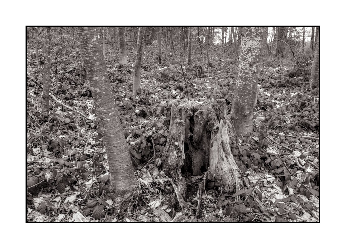 Des souches et des ados