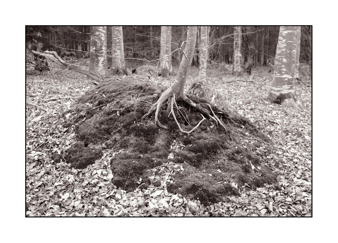 Un arbre qui pousse sur une souche