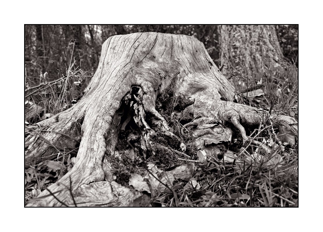 Une souche et son monde