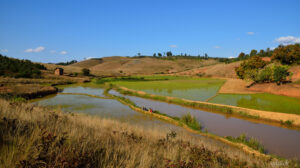 Rizières malgaches_01