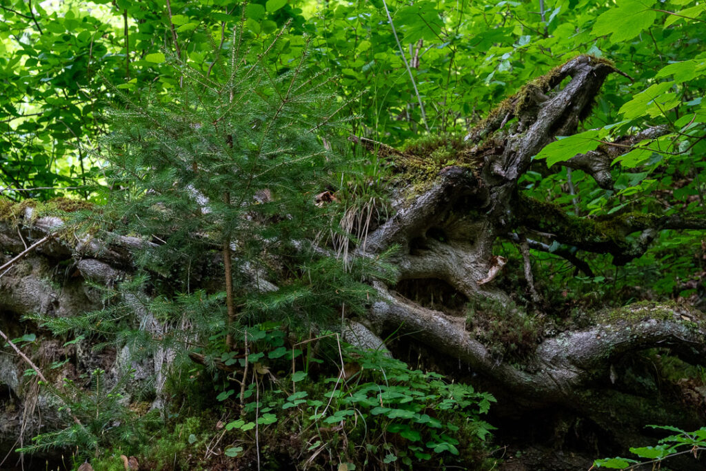 25-05-13_foret-ruisseau-belfaux_008