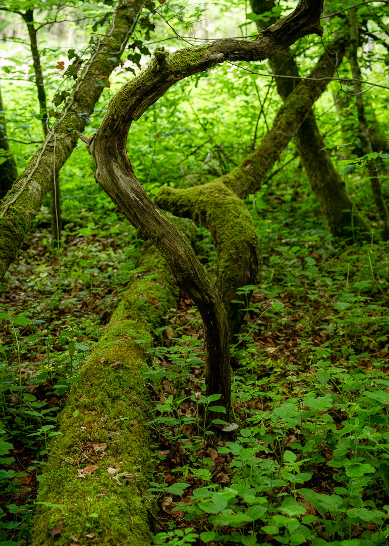 25-05-13_foret-ruisseau-belfaux_009