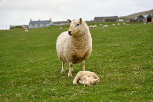 brebis-maternant_25-04-20_shetland_WAF00015