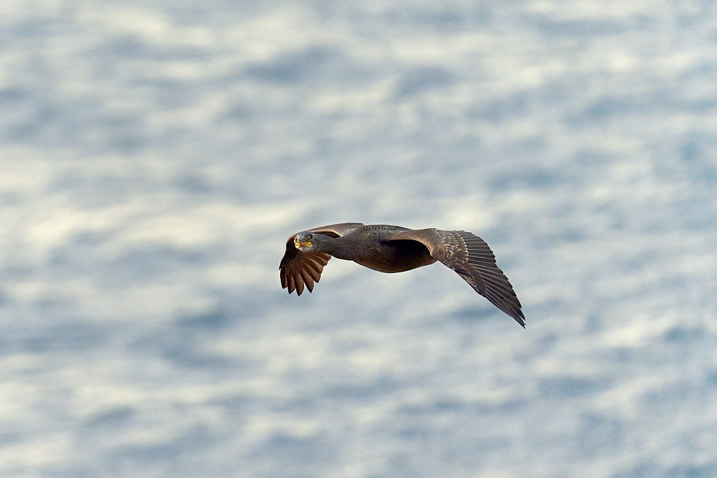 cormoran_25-04-21_shetland_WAF00082