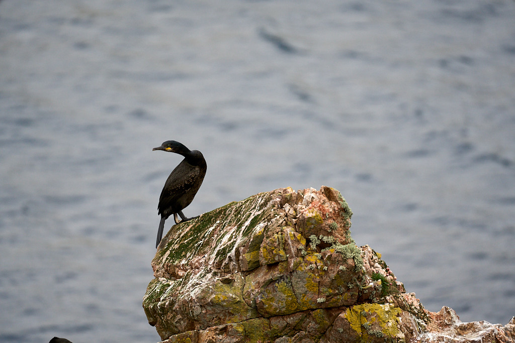 cormoran_25-04-21_shetland_WAF00108