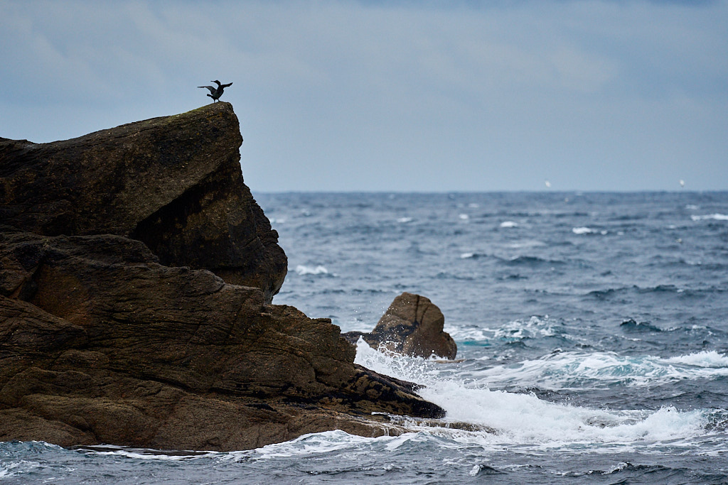 cormoran_25-04-22_shetland_WAF00040