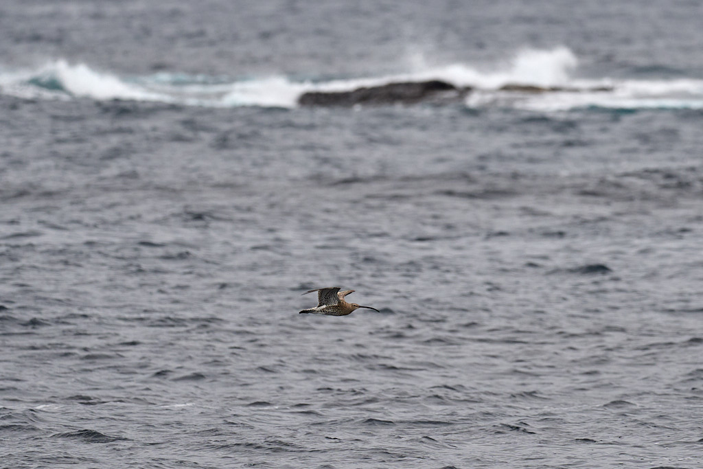 courlis_25-04-22_shetland_WAF00077