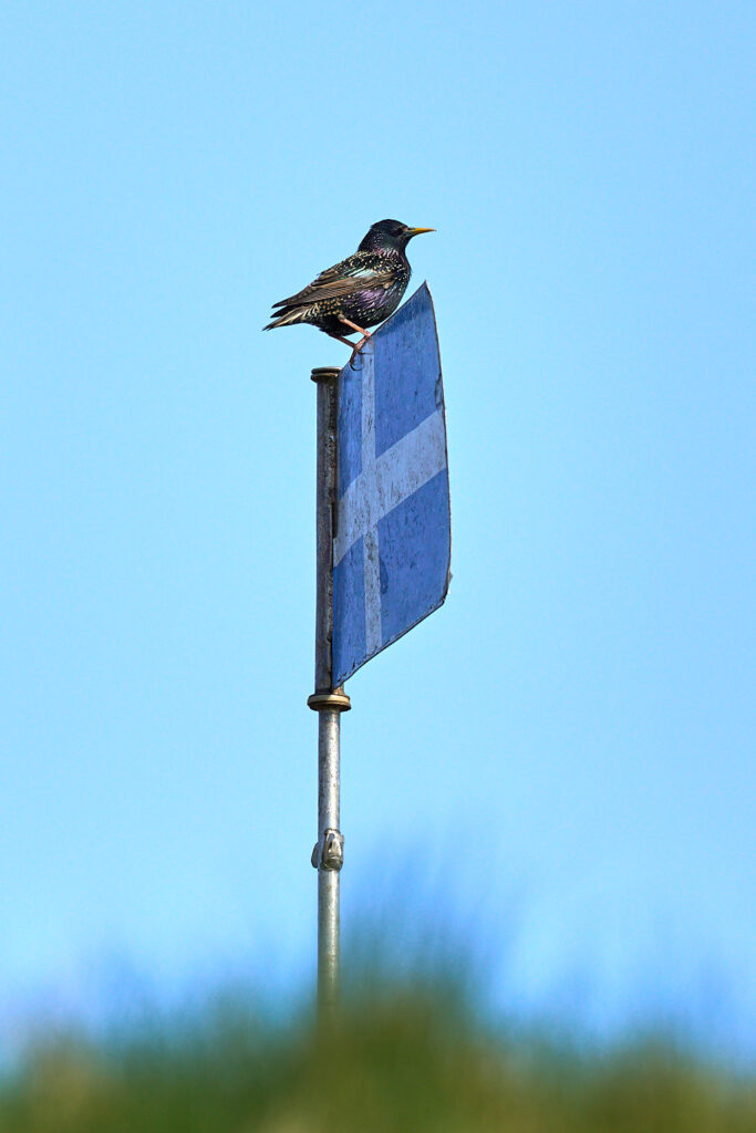 etourneau_25-04-23_shetland_WAF00135