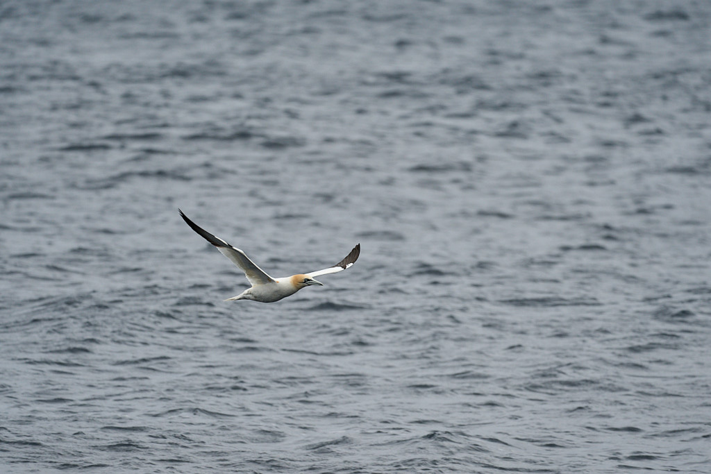 fou_25-04-22_shetland_WAF00046