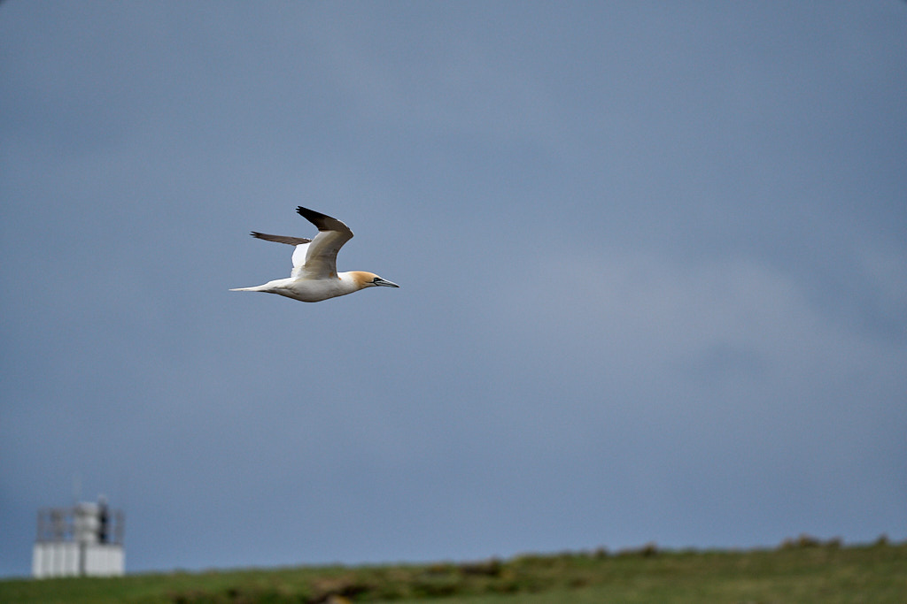 fou_25-04-22_shetland_WAF00051