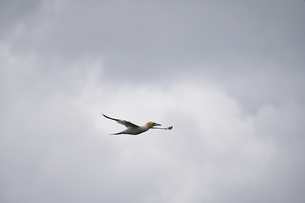 fou_25-04-22_shetland_WAF00105