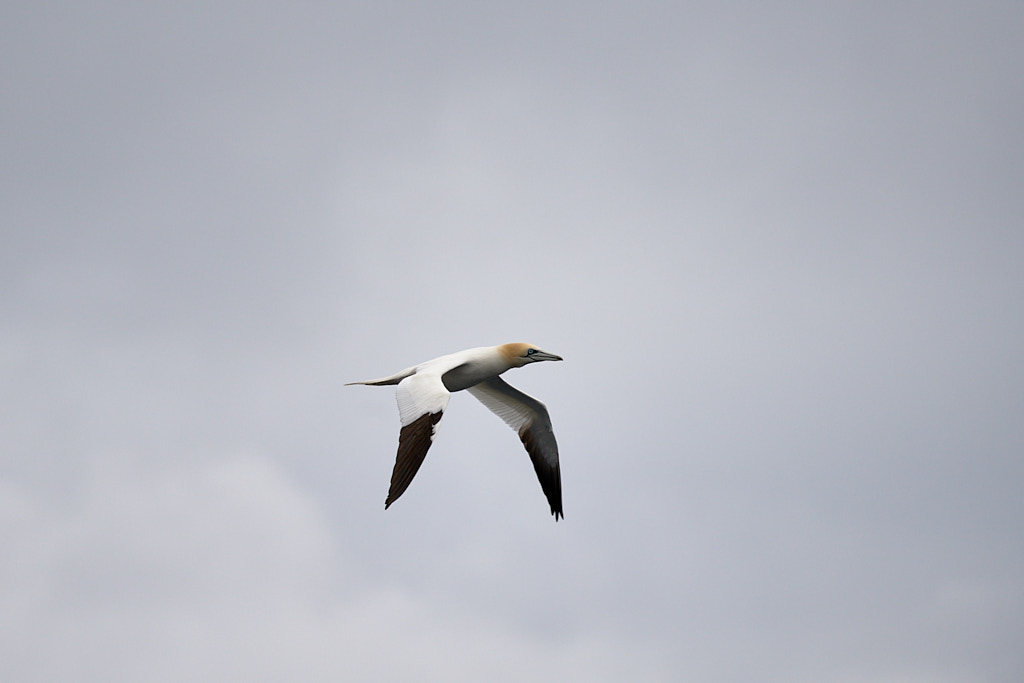 fou_25-04-22_shetland_WAF00106