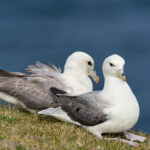 fulmar_25-04-19_shetland_WAF00142