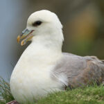 fulmar_25-04-19_shetland_WAF00185