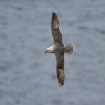 fulmar_25-04-19_shetland_WAF00287