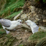 fulmar_25-04-19_shetland_WAF00349