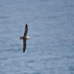 fulmar_25-04-20_shetland_WAF00220