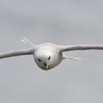 fulmar_25-04-20_shetland_WAF00227