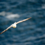 fulmar_25-04-20_shetland_WAF00274