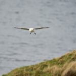 fulmar_25-04-21_shetland_WAF00079