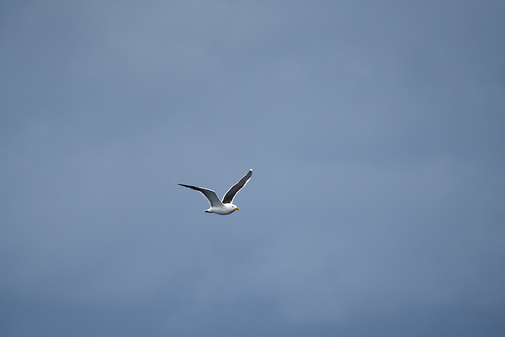 goeland_25-04-22_shetland_WAF00059