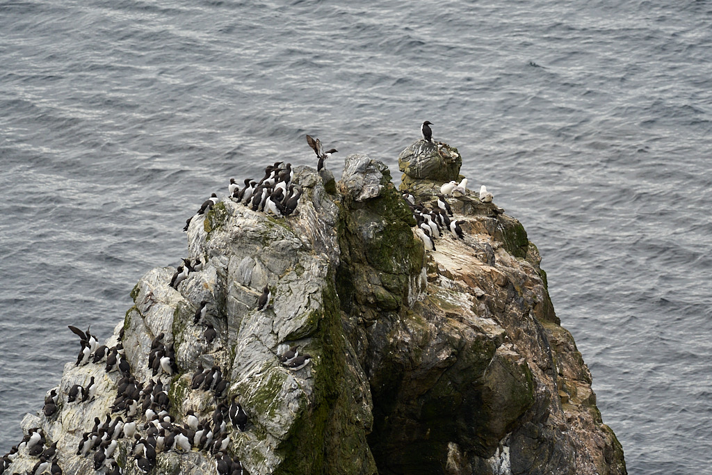 guillemots_25-04-19_shetland_WAF00158