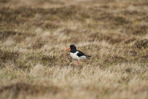 huitrier_25-04-21_shetland_WAF00066