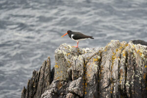 huitrier_25-04-21_shetland_WAF00098