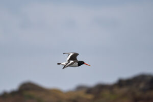 huitrier_25-04-22_shetland_WAF00082