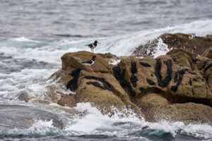 huitrier_25-04-22_shetland_WAF00096