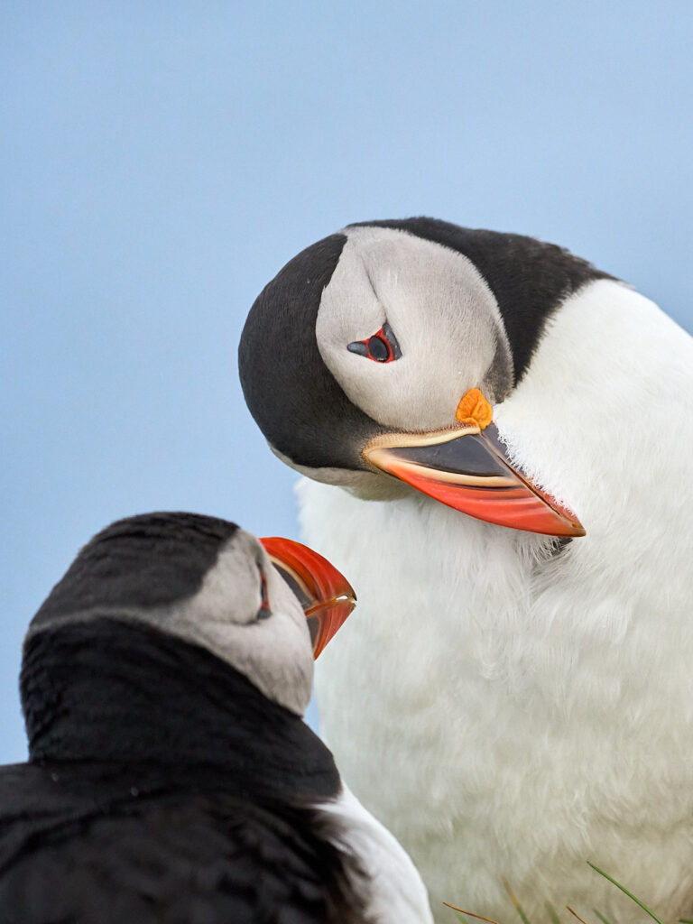 macareux_25-04-19_shetland_WAF00381