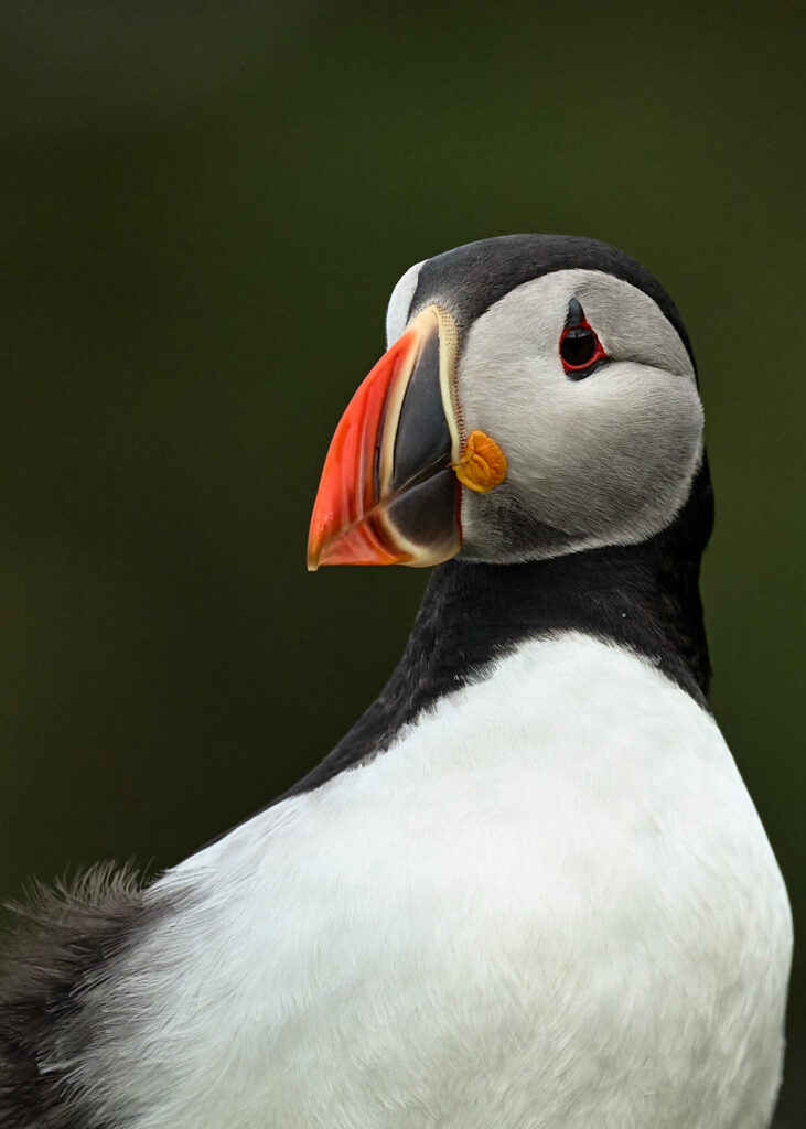 macareux_25-04-19_shetland_WAF00389