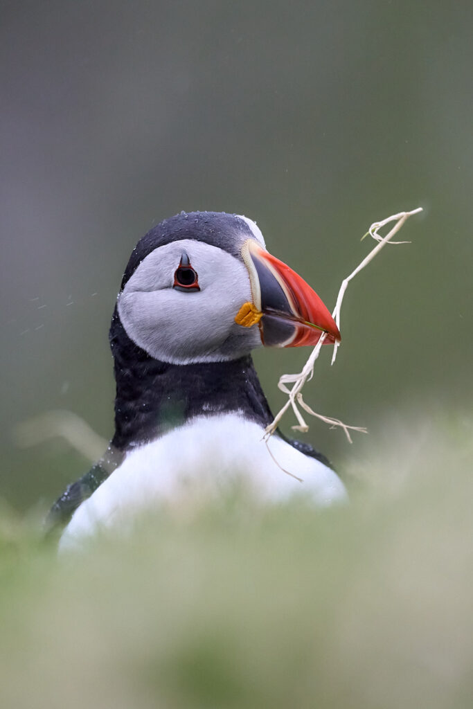 macareux_25-04-22_shetland_WAF00629