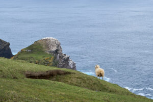 mouton-admirant_25-04-22_shetland_WAF00246