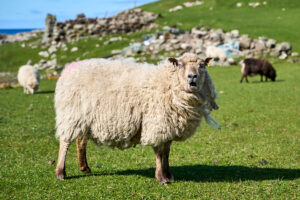 mouton-hurlant_25-04-24_shetland_WAF00147
