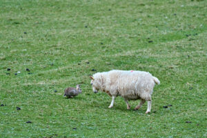 mouton-vs-lapin_25-04-20_shetland_WAF00040