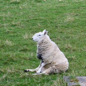 mouton-zen_25-04-21_shetland_WAF00004