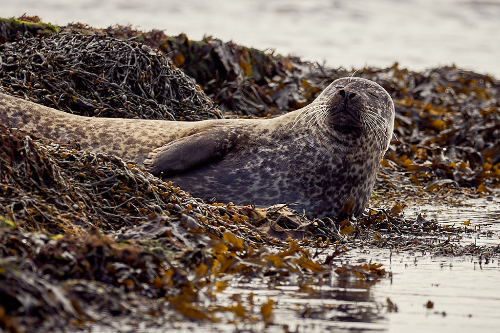 phoque-dormant_25-04-23_shetland_WAF00083