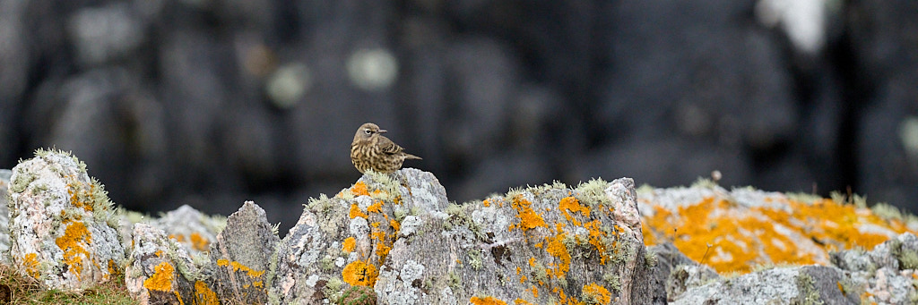 pipit_25-04-21_shetland_WAF00100