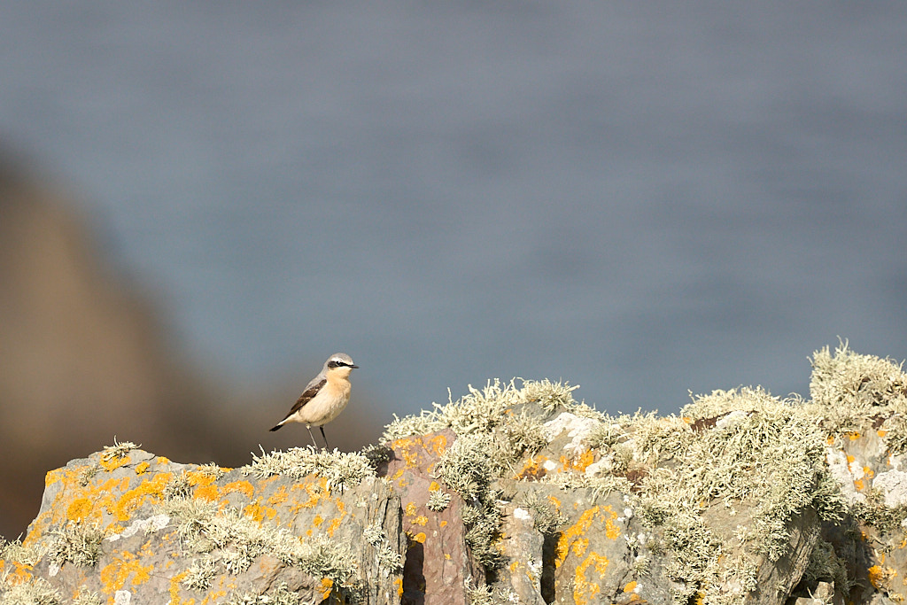 traquet_25-04-20_shetland_WAF00160