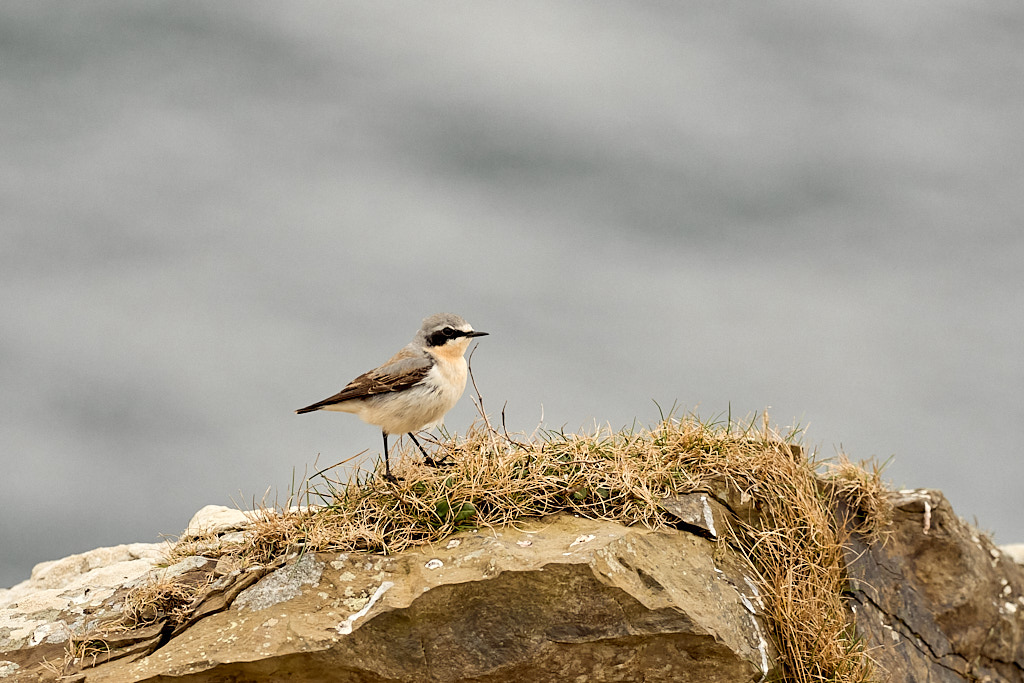 traquet_25-04-20_shetland_WAF00281