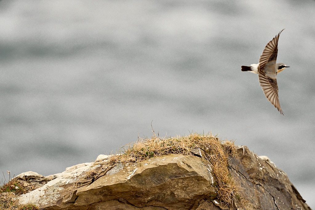 traquet_25-04-20_shetland_WAF00282