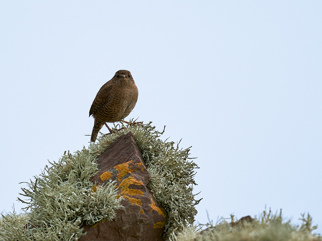 troglodyte-h_25-04-20_shetland_WAF00149