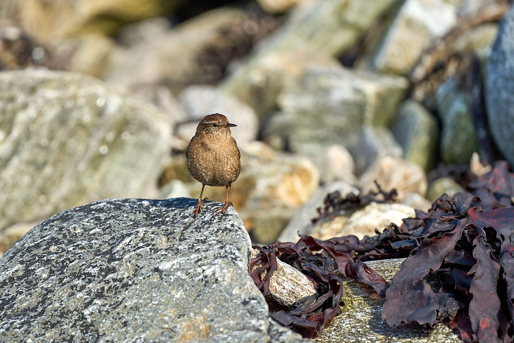 troglodyte-h_25-04-23_shetland_WAF00237