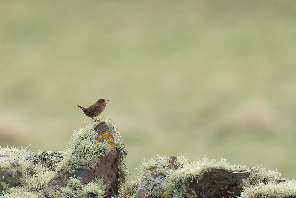 troglodyte_25-04-20_shetland_WAF00142