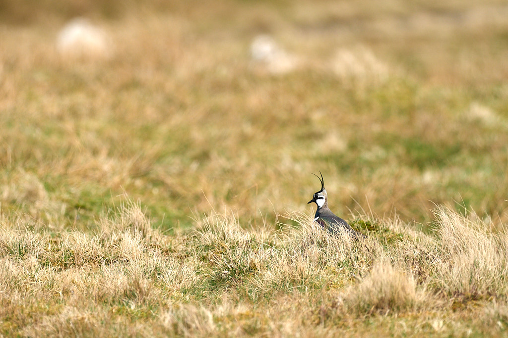 vanneau_25-04-23_shetland_WAF00123