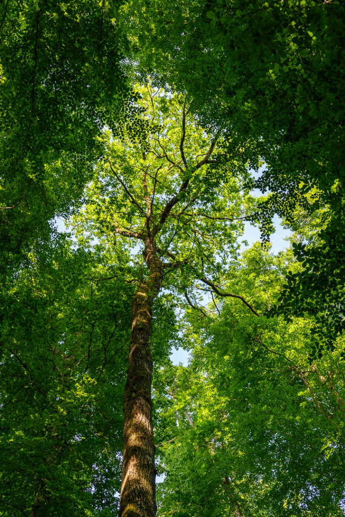 Ce chêne qui pousse parmi les hêtres. Il a fait sa fenêtre.