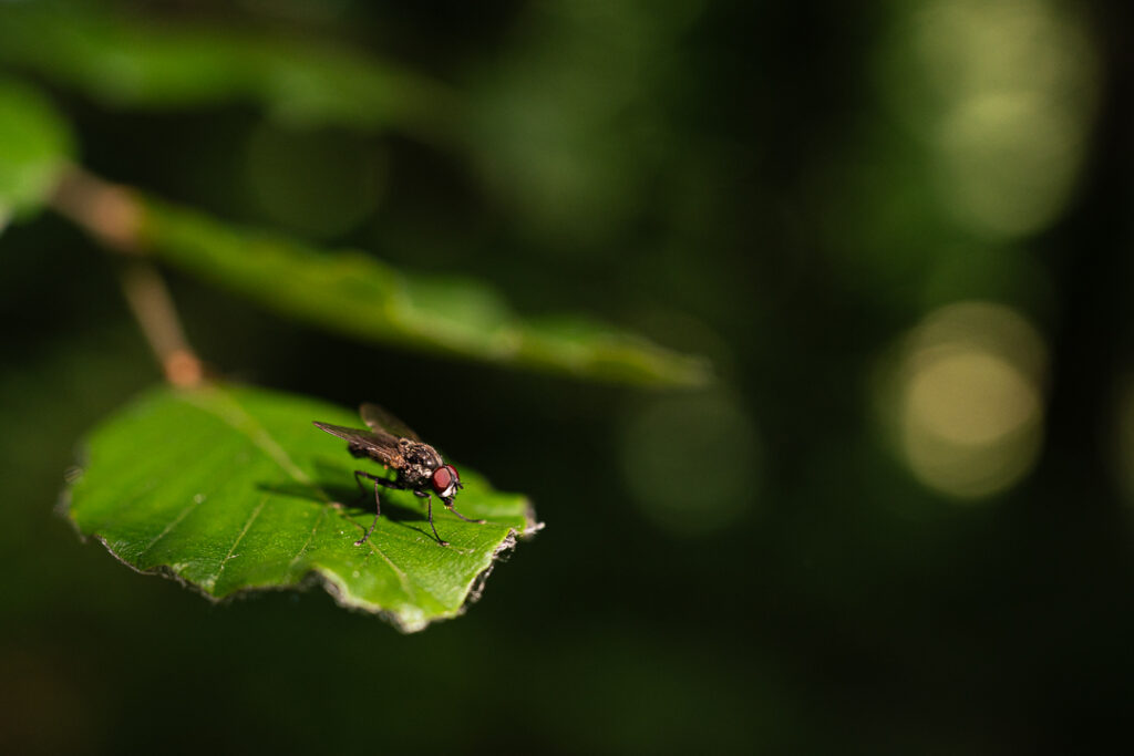 Cette mouche qui se repose sur une feuille.