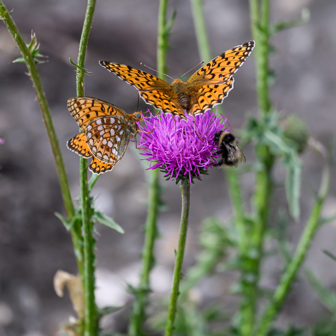 26-08-05_papillon_002