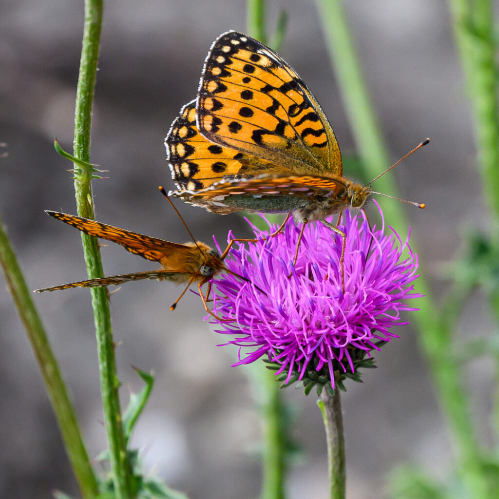 26-08-05_papillon_003